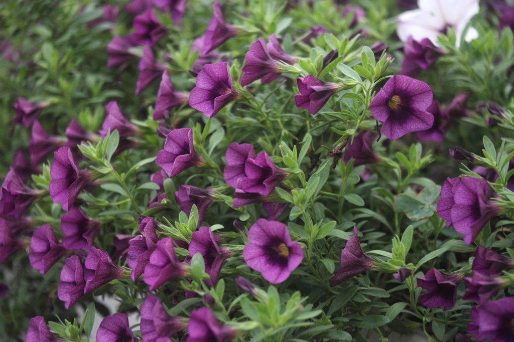 夏の花５　Purpule on Green