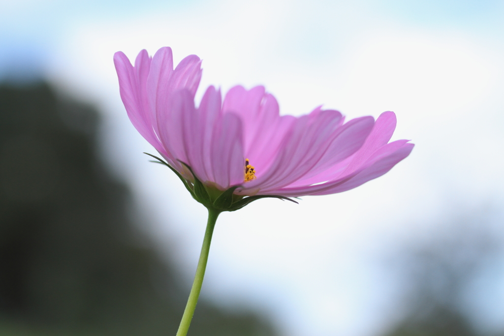 秘すれば花２