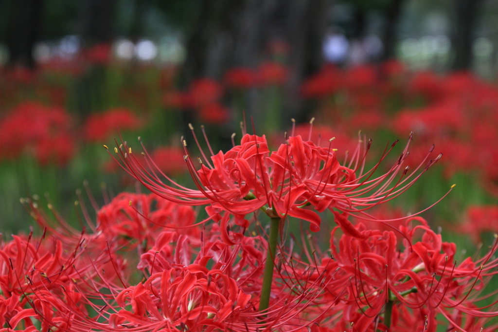 曼珠沙華１