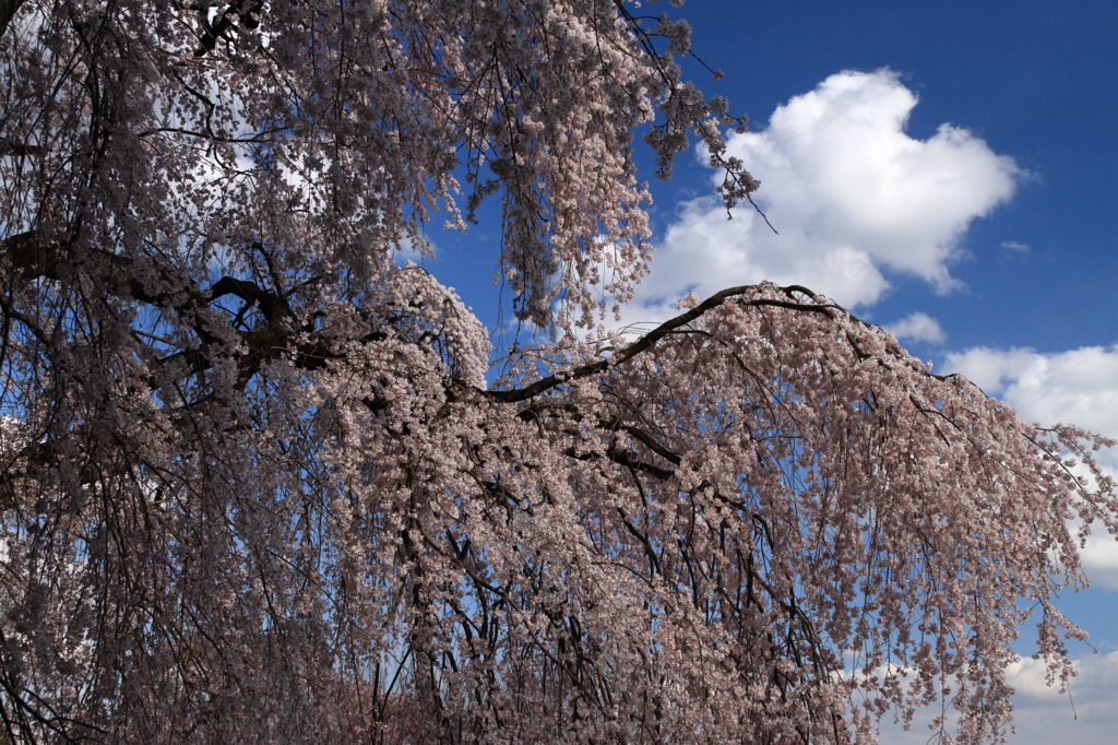 SAKURA MONSTER 2