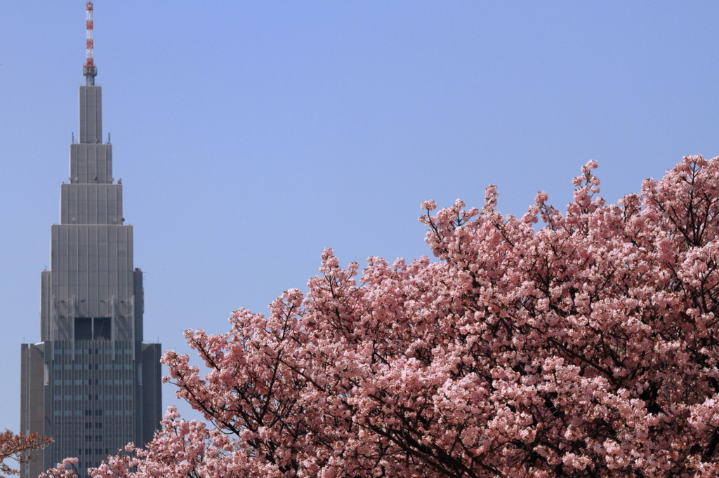 八重桜２