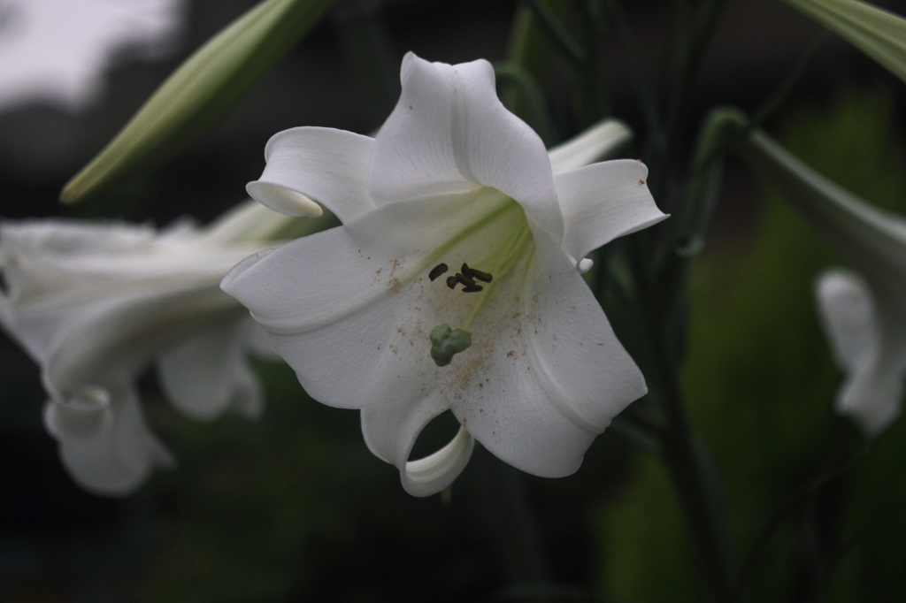 夏の花７