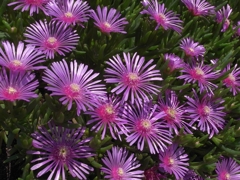 五月の花