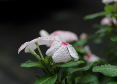 都に雨のふるごとく２