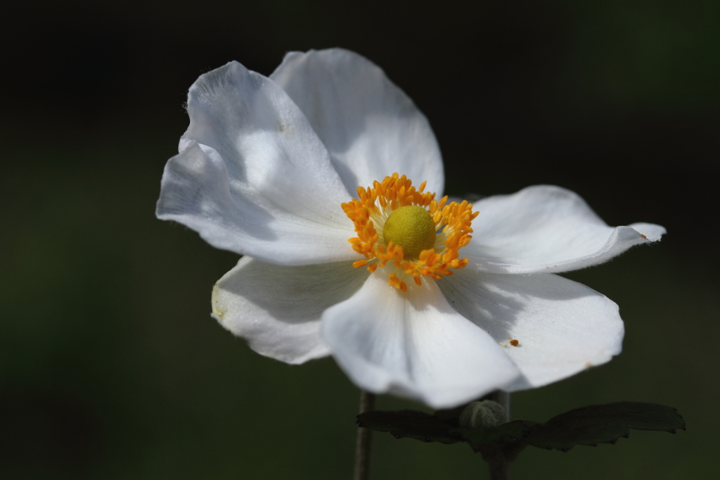 秋の花１
