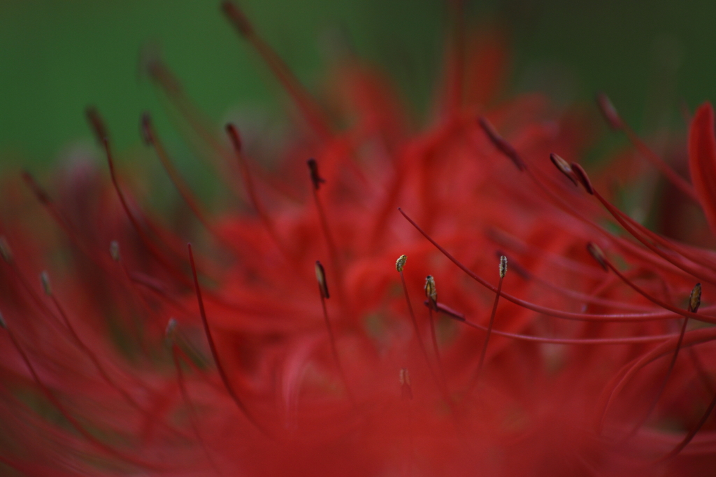 曼珠沙華9