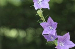 夏の花４　Purple on Green