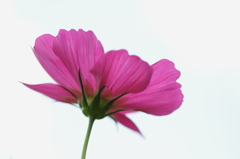 秋の花４