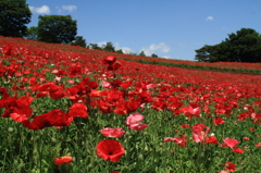 Fleurs Rouges 1