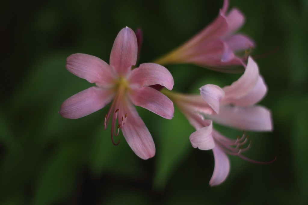 夏の花３　Pink on Green