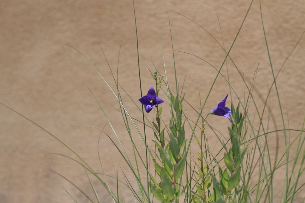 夏の花１