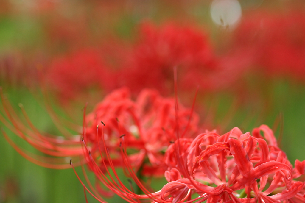 曼珠沙華８