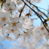 桜 10