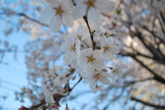 桜 11