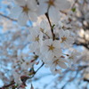 桜 11