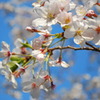 桜 07