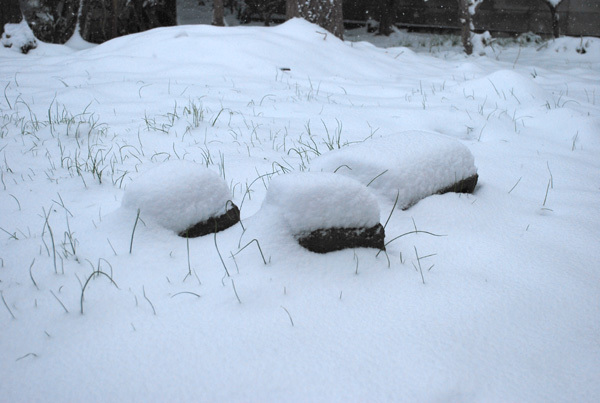 2014 2月 雪 02