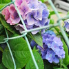 紫陽花02