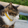 眠り猫。02