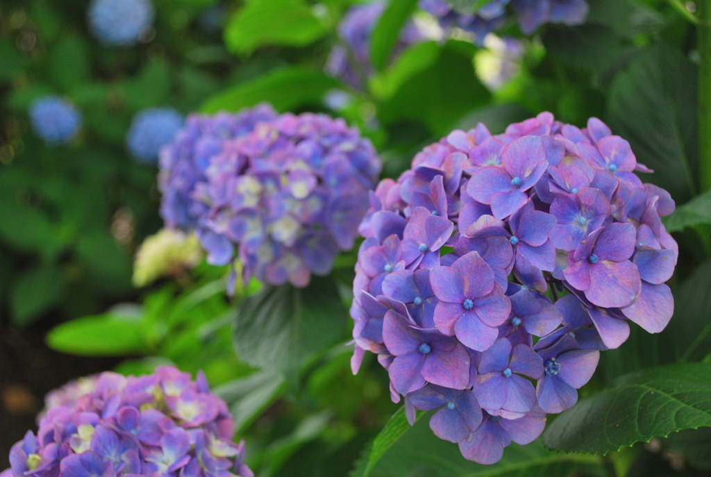 紫陽花05