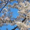 桜 12
