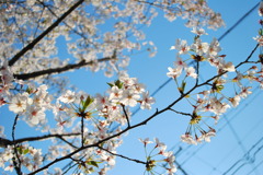桜 09