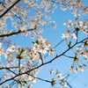 桜 09