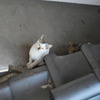 屋根裏の隠れ家