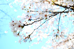 桜04