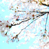 桜04
