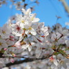桜01