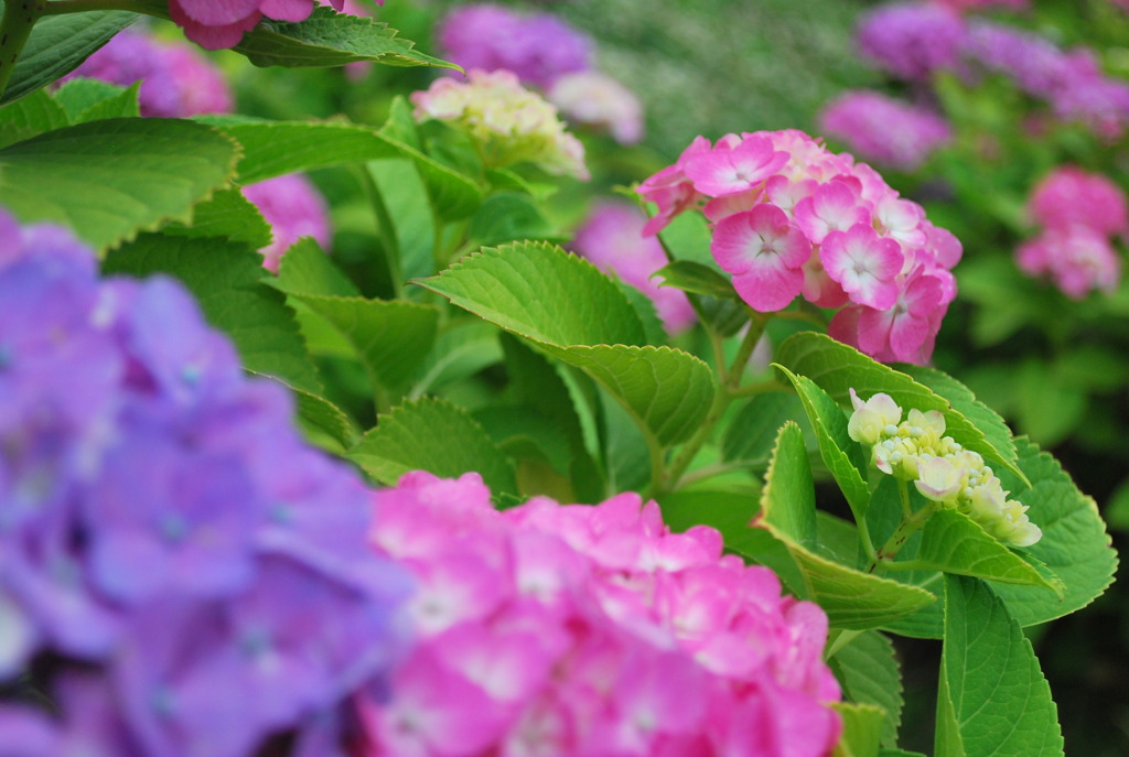 紫陽花03