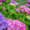 紫陽花03