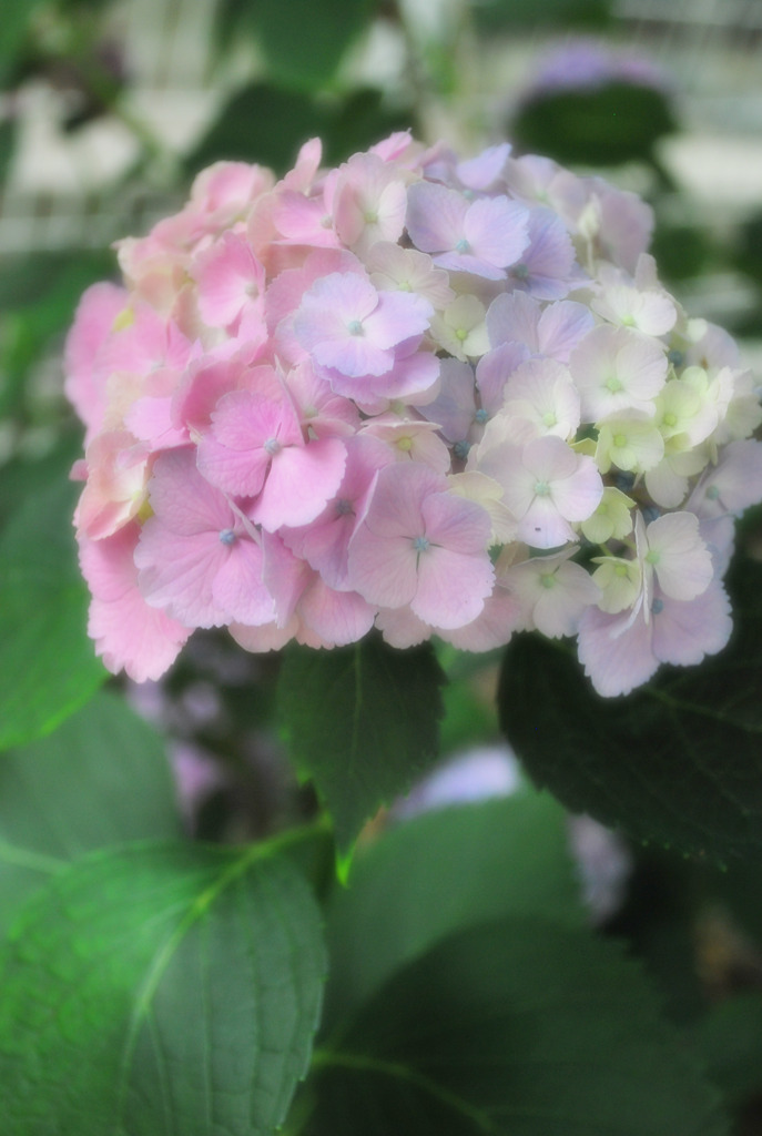 七色紫陽花