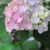 七色紫陽花