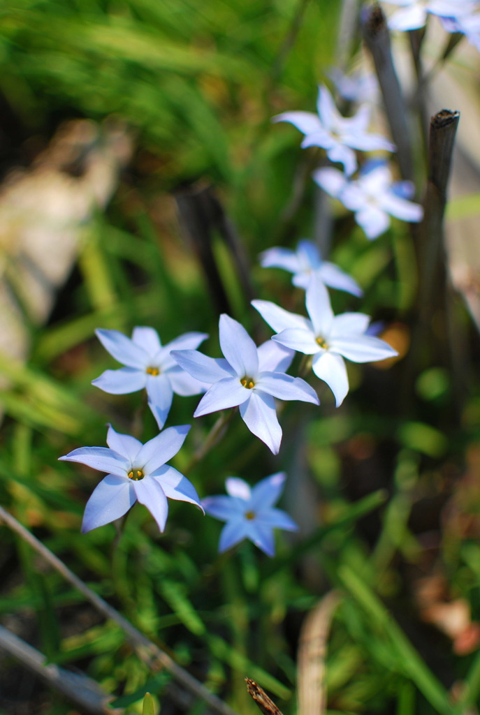 可憐なる花たち。
