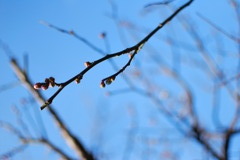 蕾