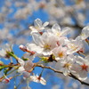 桜 08