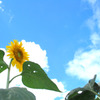 2011 向日葵 06