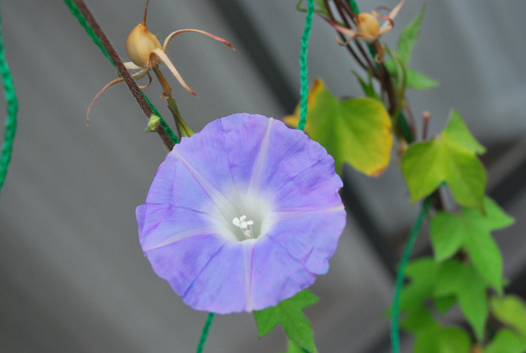 季節はずれの朝顔。