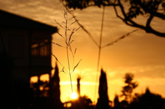夕日