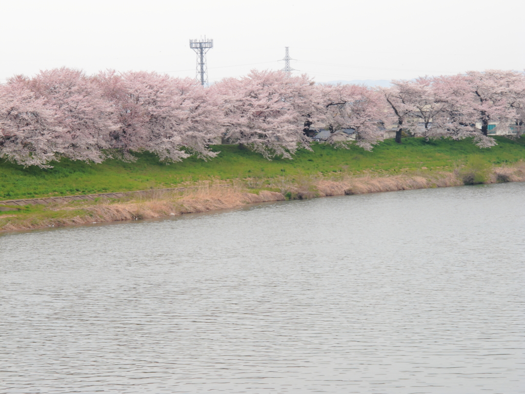 桜１