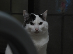 のあ１