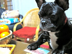 動物１