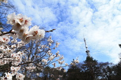 春ですね