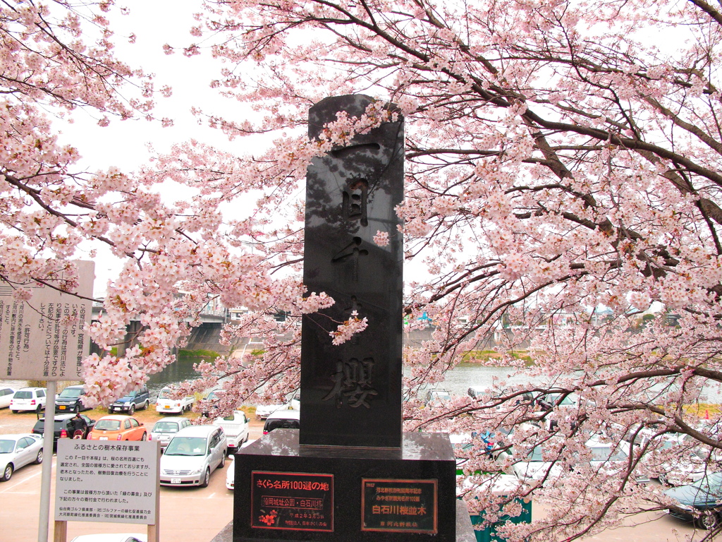 桜2.1