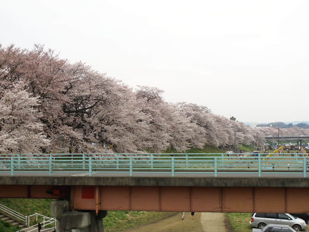 桜３