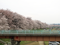 桜３