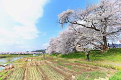 桜と青空