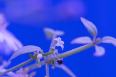 小さな花